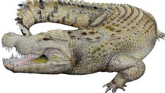 Avustralya’da nesli tükenmiş timsah türü bulundu