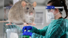 Fare ısırınca korona oldu! Sağlık Bakanı duyurdu: Böylesi ilk kez oldu