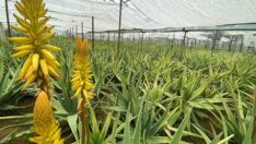 1 dekarla başladığı aloe vera üretiminde rekor kazanç sağladı