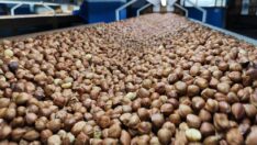 122 ülkeye 344 bin ton fındık ihraç edildi