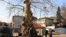 500 yıllık ağaç mahallenin sembolü oldu