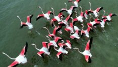 Akyatan Lagünü’nde 12 binden fazla flamingo ve turna sayıldı