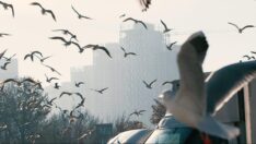 Ankara’nın martıları