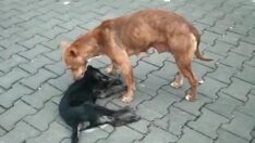 Anne köpeğin duygulandıran bekleyişi