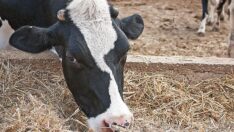 Arpayı %1 KDV ile alıp çiftçiye %8 ile satıyorlar