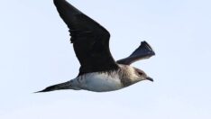 Balık avlamak yerine bunu yapıyor… Korsan martı Zonguldak’ta