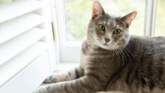 Beyaz Saray’ın yeni sakini: Kedi Wilson