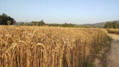 Borca batan çiftçi kritik eşiğe geldi