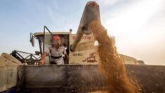 Buğdayda 8. ihale açıldı ekmeğimiz de ithal oldu