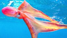 Büyük Set Resifi’nde battaniye ahtapotuna rastlandı