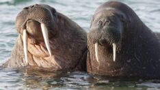 Deniz aygırlarının nesli tehlike altında