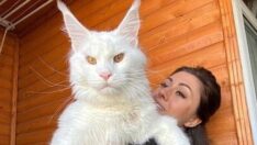 Dev kedi Kefir’i görenler köpek sanıyor