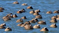 Dikkuyruk ördeği kuruyan Burdur Gölü’nü terk etti