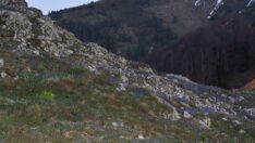 Dünyada ilk kez Yedigöller Milli Parkı’nda görüldü