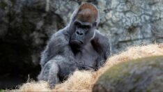 Dünyanın en yaşlı erkek gorili 61 yaşında hayatını kaybetti