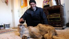 Engelli doğan buzağısı için yardım istedi