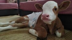 Erken doğan buzağıya anne şefketiyle bakıyorlar