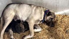 Fırtınada doğum yapan kangal köpeğini ve yavrularını böyle ısıttı
