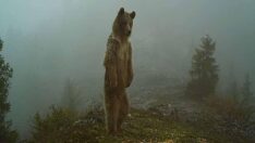 Fotokapana poz verenler: Saz kedisi, dağ keçisi, karakulak…