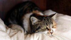 Gaziantep’te donmak üzere olan 75 hayvan kurtarıldı