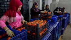 Gıda ihracatına kısıtlama sinyali