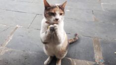 Görenler çok şaşırıyor… Rıfkı’nın hareketleri sosyal medyayı salladı