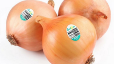 Göz yaşartmayan soğan tartışma yarattı