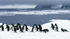 Greenpeace’den nesli tükenmeye başlayan penguenler için ilginç proje