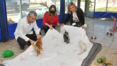 Hayvan dostu hastane