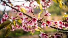 Himalaya kiraz çiçekleri rengarenk açtı