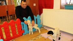İkiz kuzulara bebek gibi bakıyor