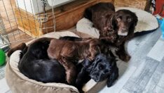 İngiliz aile 8 yıl önce çalınan köpeklerine böyle kavuştu