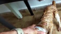Kafası cam kavanoza sıkışan kedi kurtarıldı