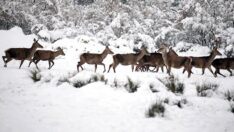 Kampüsteki kızıl geyikler havadan görüntülendi