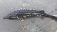 Keban’da yine yakalandı: Havyarı 2 milyon lira