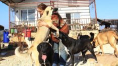 Kendini sokak hayvanlarına adadı