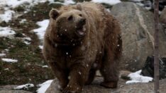 Kimi kalın postu, kimi tüyleriyle yağan karın keyfini çıkarıyor