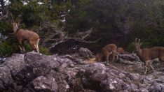 Kızıl geyikler fotokapanla böyle görüntülendi