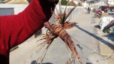 Kuşadası’nda zehirli aslan balığı yakalandı