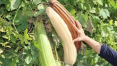 Lif için yetiştiriliyor… Cildi beyazlatıyor