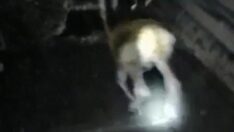 Maden ocağına giren geyik kamerada