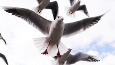 Martıların simit kapma yarışı güzel görüntüler oluşturuyor