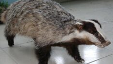 Nesli tehlike altında olan hayvanlar mumyalanıyor