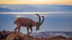 Nubai dağ keçilerinin nesli tehlike altında