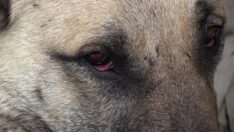 ‘Prenses’in evlat acısı