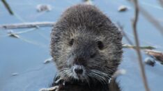 Su maymunları Edirne’yi mesken tuttu
