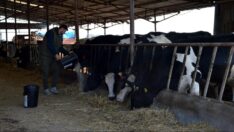 Sütte zam bitmedi: Litresi 21 TL’ye çıkabilir