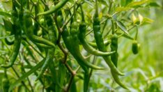 Tarım ürünleri ihracatında bir ilk: Azerbaycan da yasak getirdi