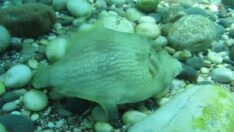 Taş taklidi yaparak kamufle olan domuz balığı görüntülendi