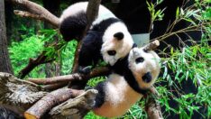 Tokyo’da doğan ikiz pandalar halkla buluştu